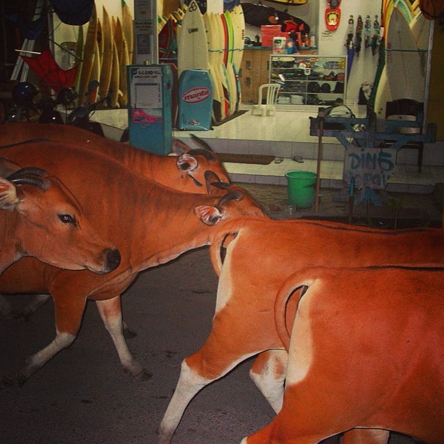  #realsurfshops #have #cows #walkingonby #bali2002